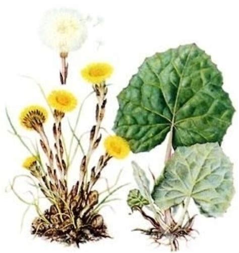 Kvitnúci podbeľ liečivý na jar