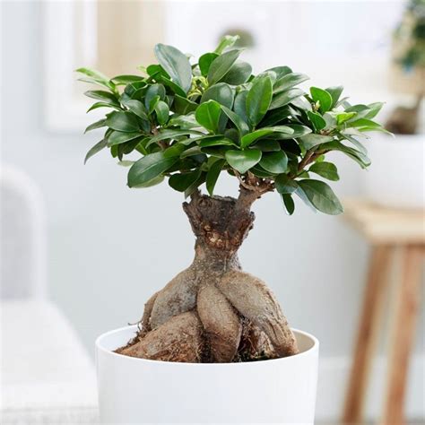 Starostlivosť o Ficus Ginseng