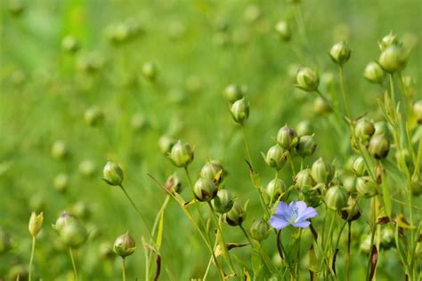 Infografika: Ideálne podmienky na pestovanie ľanu