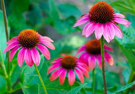 Echinacea kvety
