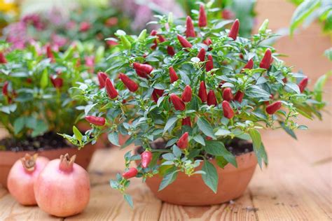 Osvetlenie sadeníc chilli lampou
