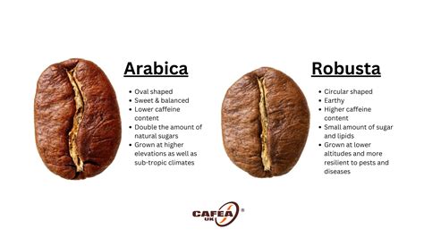 Zrnká kávy Arabica a Robusta pre porovnanie