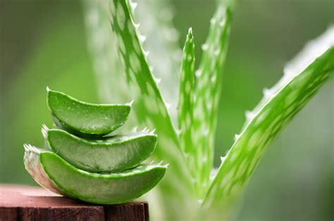 Rôzne formy použitia aloe vera