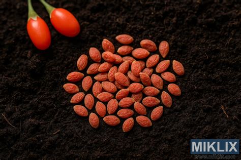 Pomarančové semienka pripravené na výsadbu