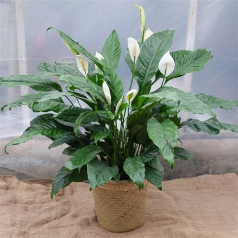 Kala s bielymi kvetmi v kvetináči