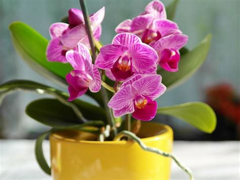 Rôzne typy orchideí v domácnosti