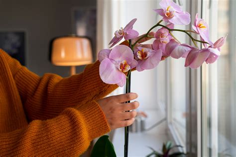 Starostlivosť o orchidey