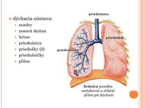 Schéma vydry riečnej s popisom anatomických znakov