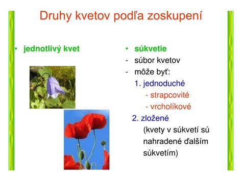 Infografika: Typy kvetov a rastlín dostupných na trhu