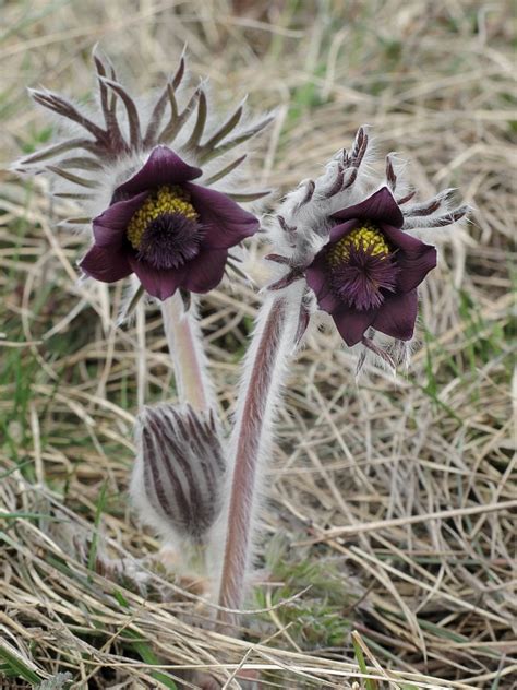 Poniklec lúčny (Pulsatilla pratensis) s tmavofialovými kvetmi