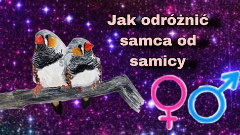 Ilustrácia gonopórov u samca a samice CPO