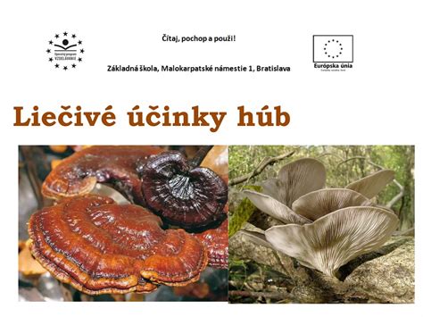 Liečivé účinky zimozelene infografika