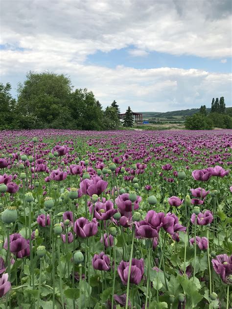 Makové pole v plnom kvete.