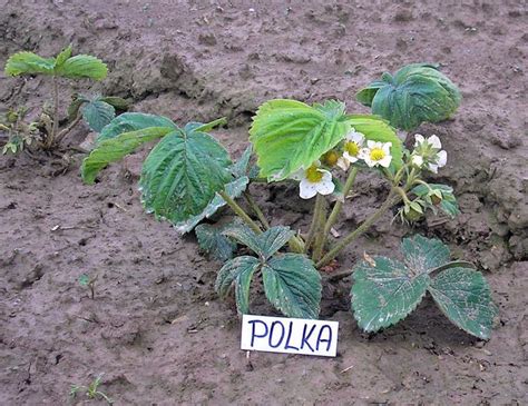 Grafika: Správna hĺbka výsadby jahody