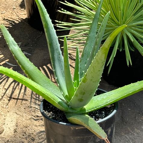 Rozdiel medzi Aloe vera Barbadensis a inými druhmi aloe