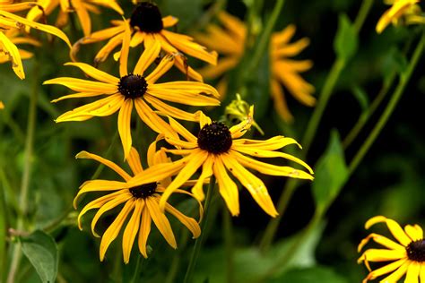 Rudbekia