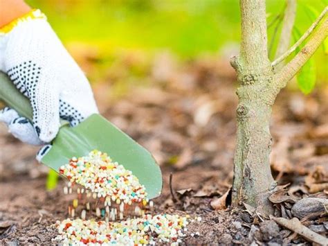 Hnojenie citrusového stromu