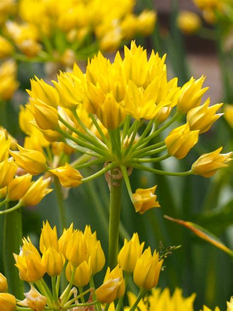 Detail kvetu Allium Moly