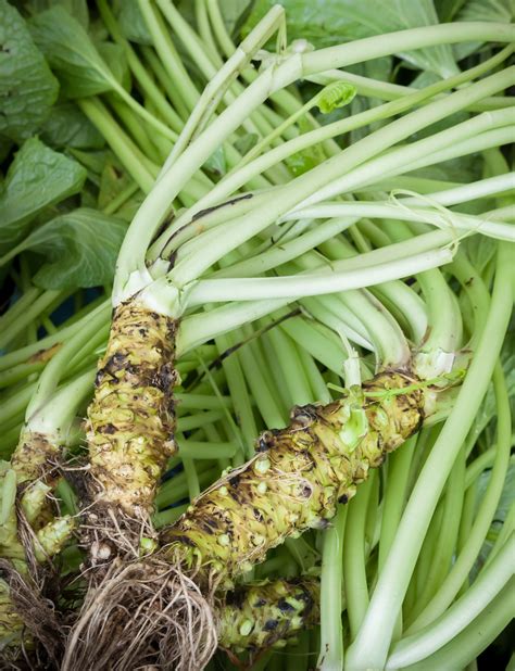 Pravé Wasabi Japonica rastlina a koreň