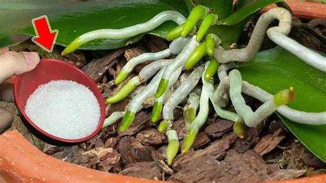 Zdravé korene orchidey