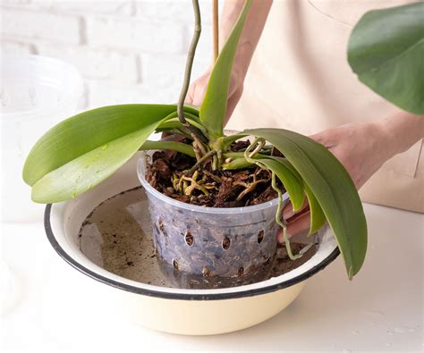 Polievanie orchidey ponorením