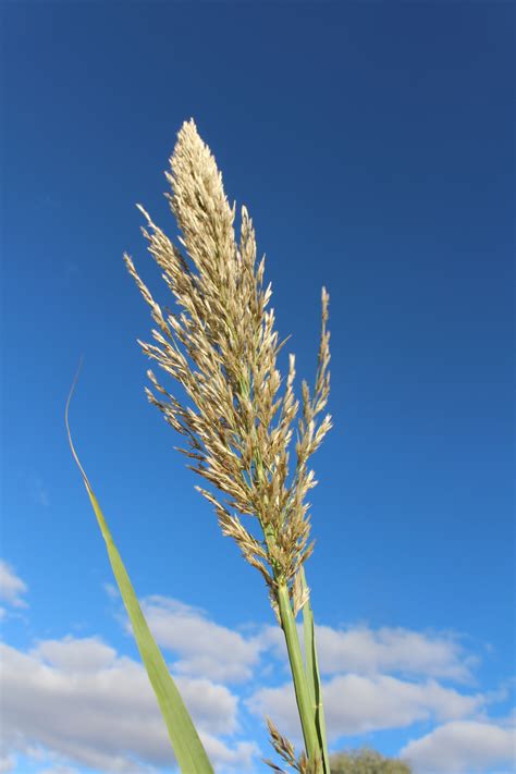 Porovnanie energetických plodín: Miscanthus, Arundo Donax, Paulownia