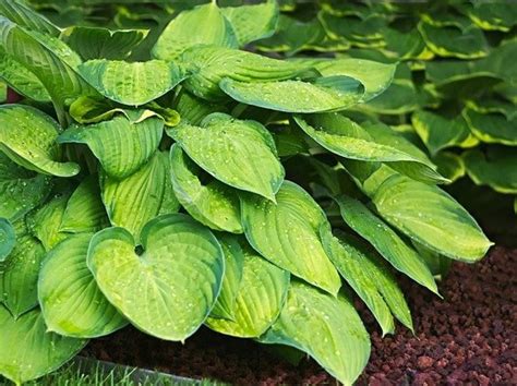 Kultivary rastliny Hosta s rôznymi farbami a vzormi listov