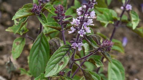 Trváca bazalka ‘African Blue’