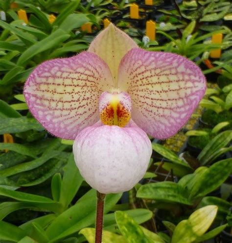Paphiopedilum Magic Lantern kvet a listy
