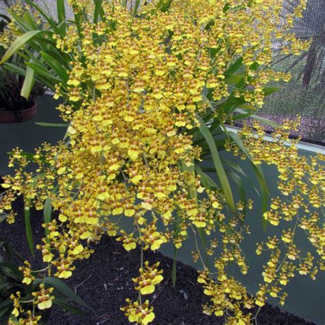 Oncidium sphacelatum kvety