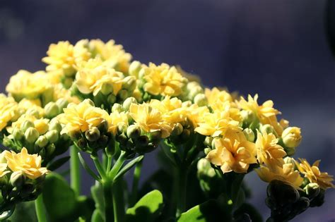 Rozmanitosť kvetov Kalanchoe