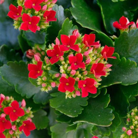 Kvitnúca Kalanchoe blossfeldiana