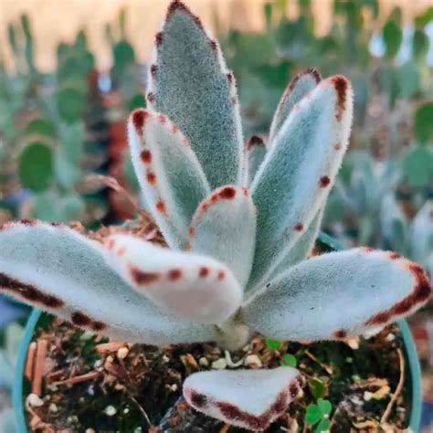Kalanchoe tomentosa s plstnatými listami