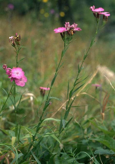 Detail kvetu Dianthus collinus