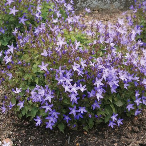 Záhon s Campanula poscharskyana