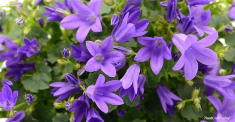 Detail kvetu Campanula poscharskyana