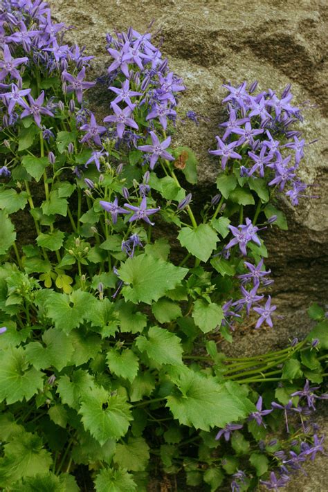 Campanula poscharskyana v skalke