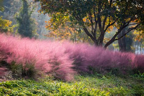 Muhlenbergia capillaris s ružovými kvetenstvami na jeseň