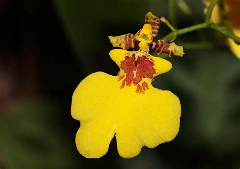 Ilustrácia orchideí rodu Oncidium