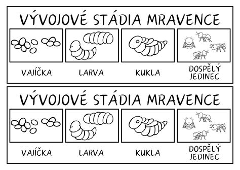 Vývojový cyklus hmyzu s metamorfózou