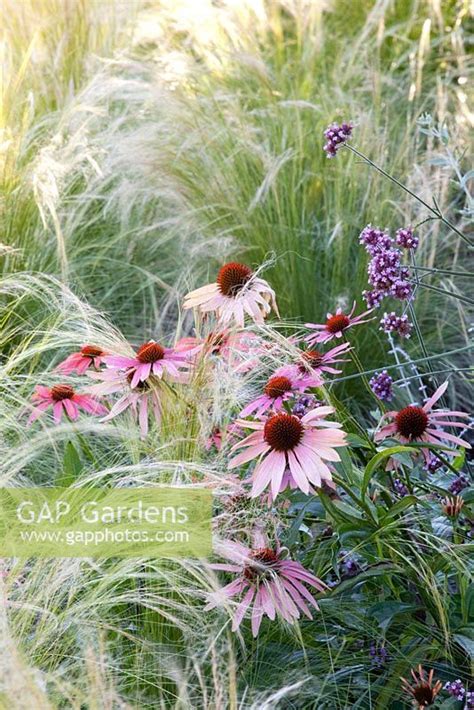 Kombinácia Stipa tenuissima a Echinacea purpurea