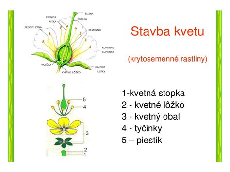 Schéma stavby kvetu s vyznačenými časťami ako kalich, koruna, tyčinky a piestik