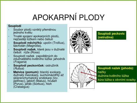 Priečny rez plodom s vyznačenými vrstvami oplodia: exokarp, mezokarp a endokarp