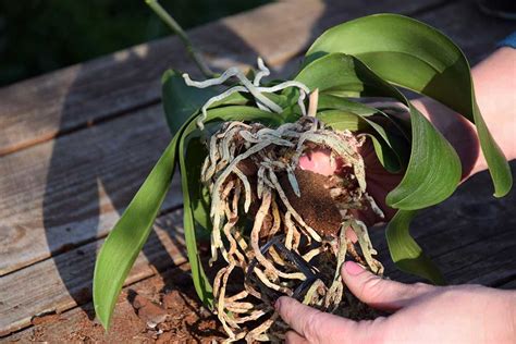 Hnilobou poškodený koreňový systém u orchidey