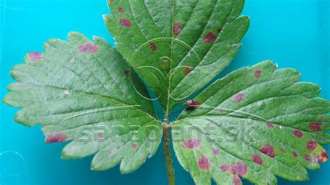 Škvrnitosť listov orchidey