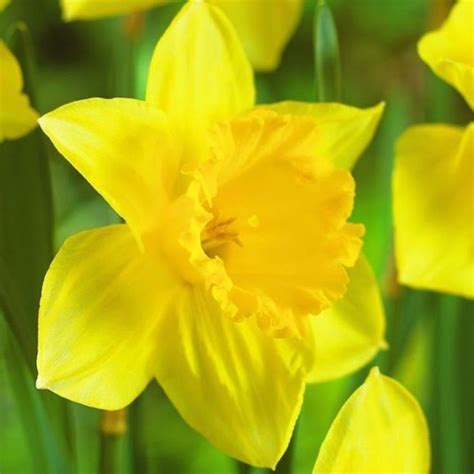 Narcis