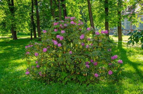 Rododendrony