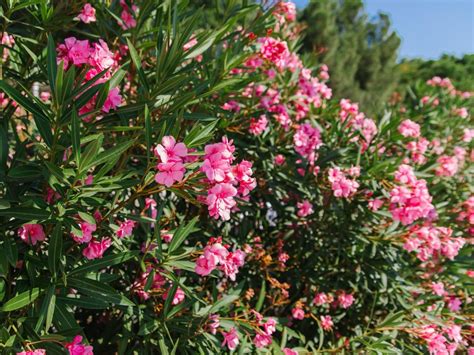 Oleander obyčajný