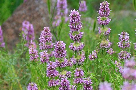 monarda citriodora v záhrade
