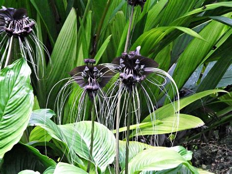 netopieria kvetina Tacca chantrieri